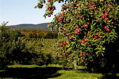 berkshire apple